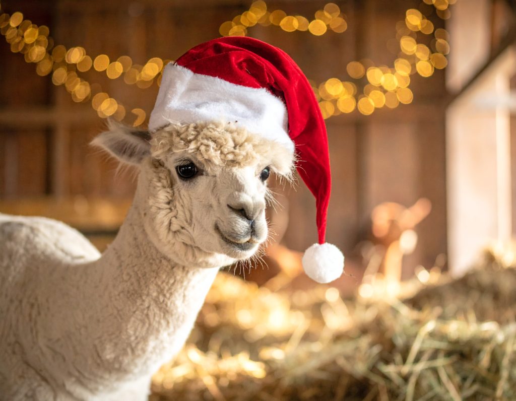White Alpaca with Santas hat on in a festive barn setting